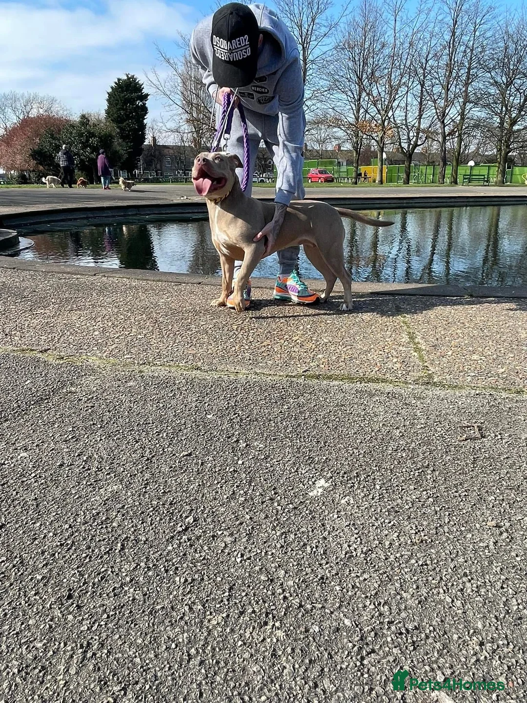 American Bully dogs for sale: Female standard American bully abkc  in Grimsby - Advert 4