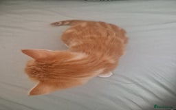Domestic Shorthair cats for sale: Ginger kitten - Image 5