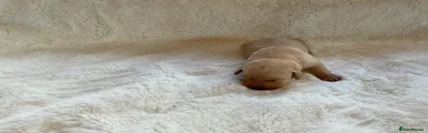 Labrador Retriever 9