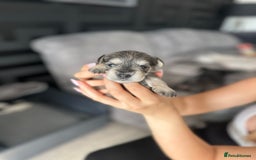 Miniature Schnauzer dogs for sale: 🐾 STUNNING KC REG MINIATURE SCHNAUZERS 🐾 - Image 8