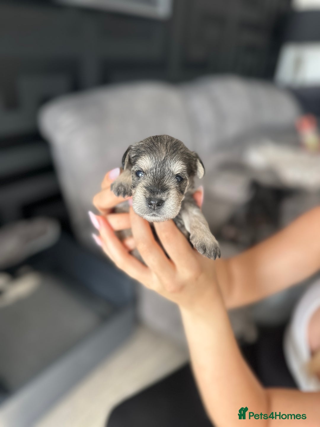 Miniature Schnauzer dogs for sale: 🐾 STUNNING KC REG MINIATURE SCHNAUZERS 🐾 - Image 8