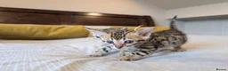 Bengal cats for sale: 🤍🤎🖤 GORGEOUS BENGAL KITTENS 🖤🤎🤍 - Advert 8