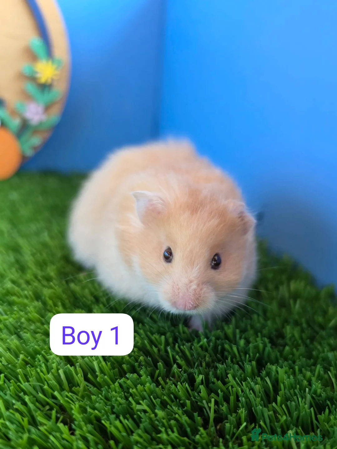 Hamster rodents for sale: Syrian Hamster Baby Male Female Pedigree Boy Girl - Advert 2
