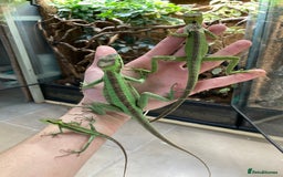 Iguana reptiles for sale: Eastern Casquehead & Hernandez’s Helmeted Iguanas - Image 13