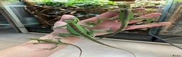 Iguana reptiles for sale: Eastern Casquehead & Hernandez’s Helmeted Iguanas - Advert 13