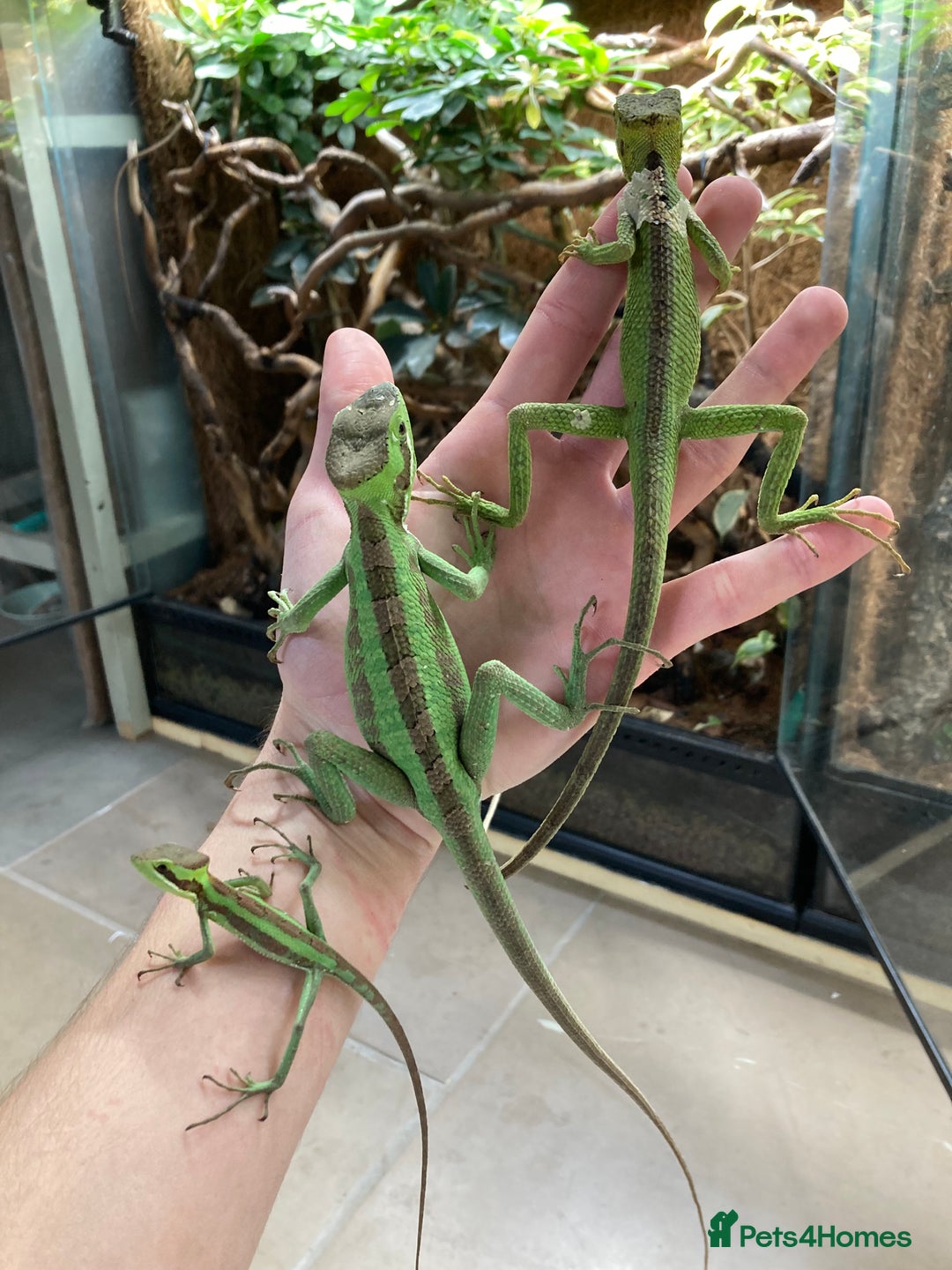 Iguana reptiles for sale: Eastern Casquehead & Hernandez’s Helmeted Iguanas - Image 13