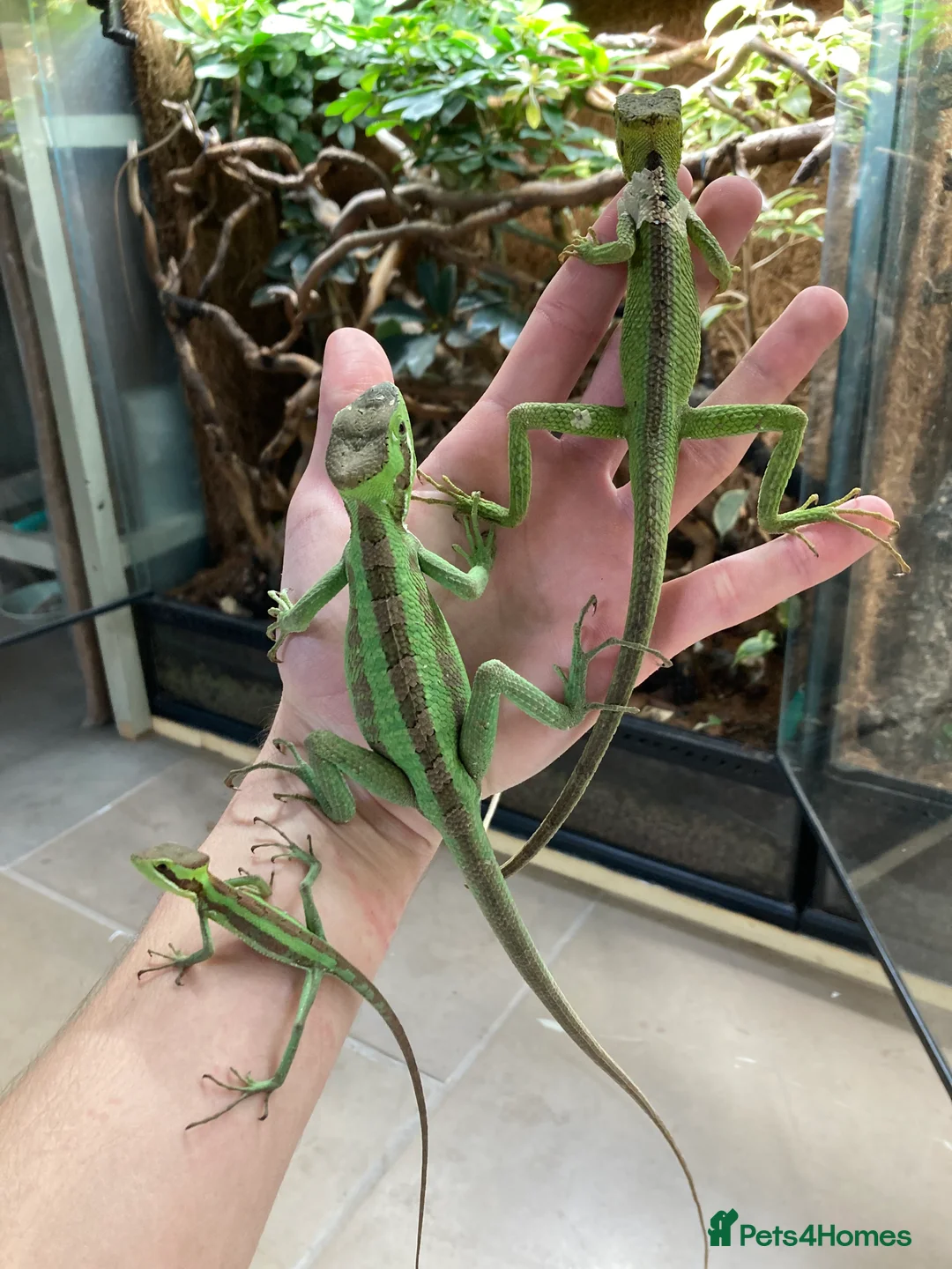 Iguana reptiles for sale: Eastern Casquehead & Hernandez’s Helmeted Iguanas - Advert 13