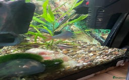 Angelfish fish for sale: Aquarium with fish. Will sell separately  - Image 4
