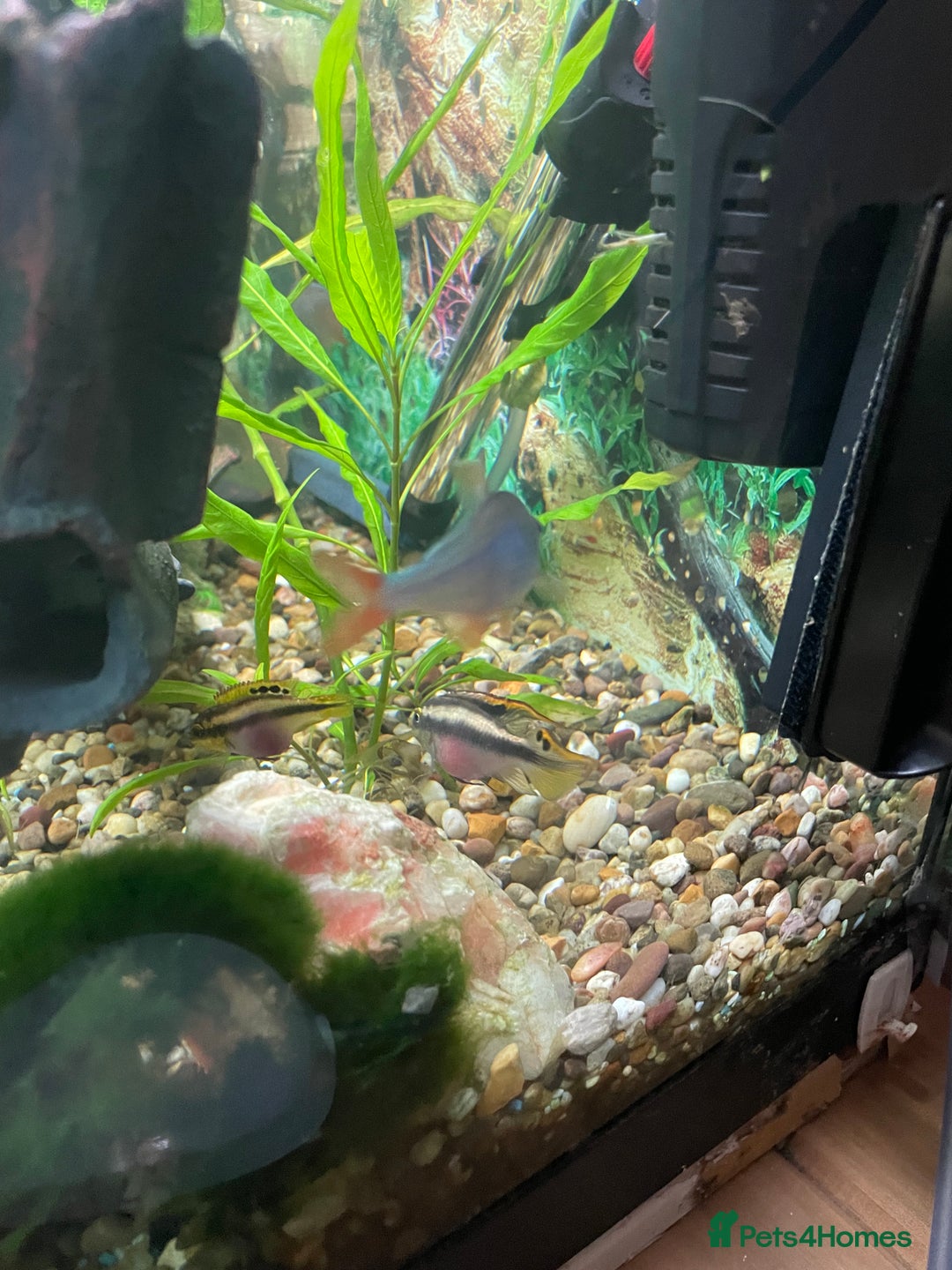 Angelfish fish for sale: Aquarium with fish. Will sell separately  - Image 4