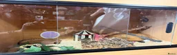 King Snake reptiles for sale: Mexican king snake  in Hartlepool - Advert 8
