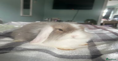 Mixed Breed rabbits - Advert 13