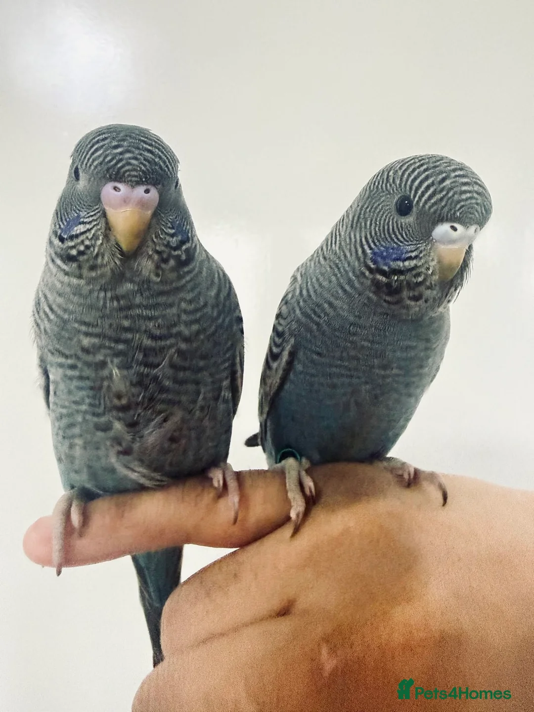Budgerigars birds for sale: Beautiful bf split bw/helicopter babies available  - Advert 1