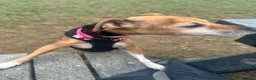 Mixed Breed dogs for sale: (Pippa) Looking for a Retirement Home - Advert 10