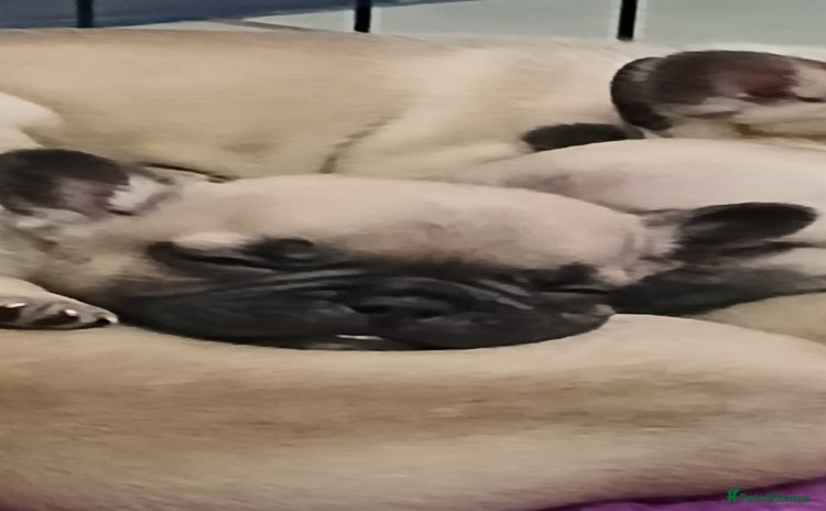 French Bulldog dogs - Advert 4