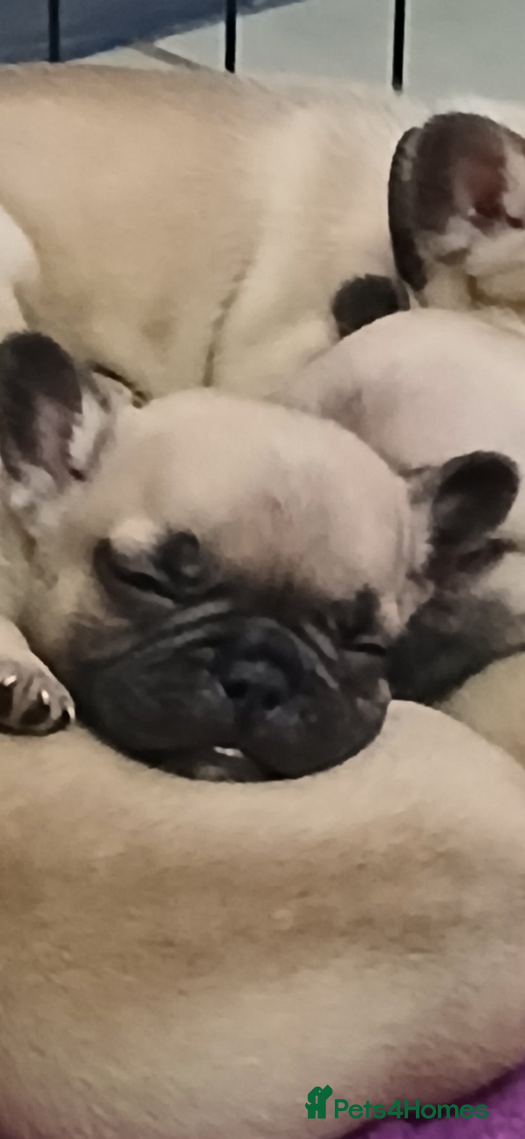 French Bulldog dogs for sale: Standard KC french bulldog litter.  - Image 1