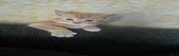 Mixed Breed cats for sale: 4 beautiful kittens 😸  - Advert 3