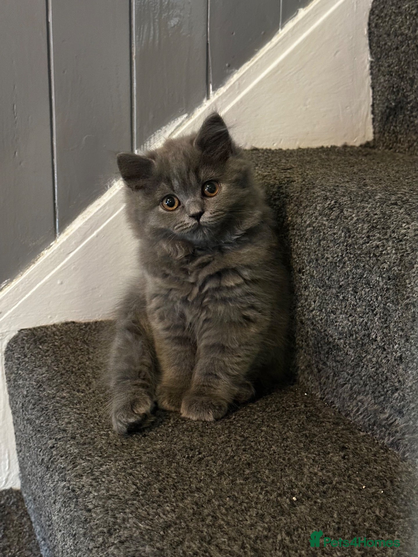 British Shorthair cats X1 LEFT Beautiful British Shorthair Kittens - Advert 6