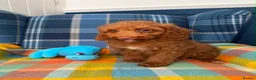 Miniature Poodle dogs for sale: Beautiful Mini Poodle Puppies - Ready Now  - Advert 5