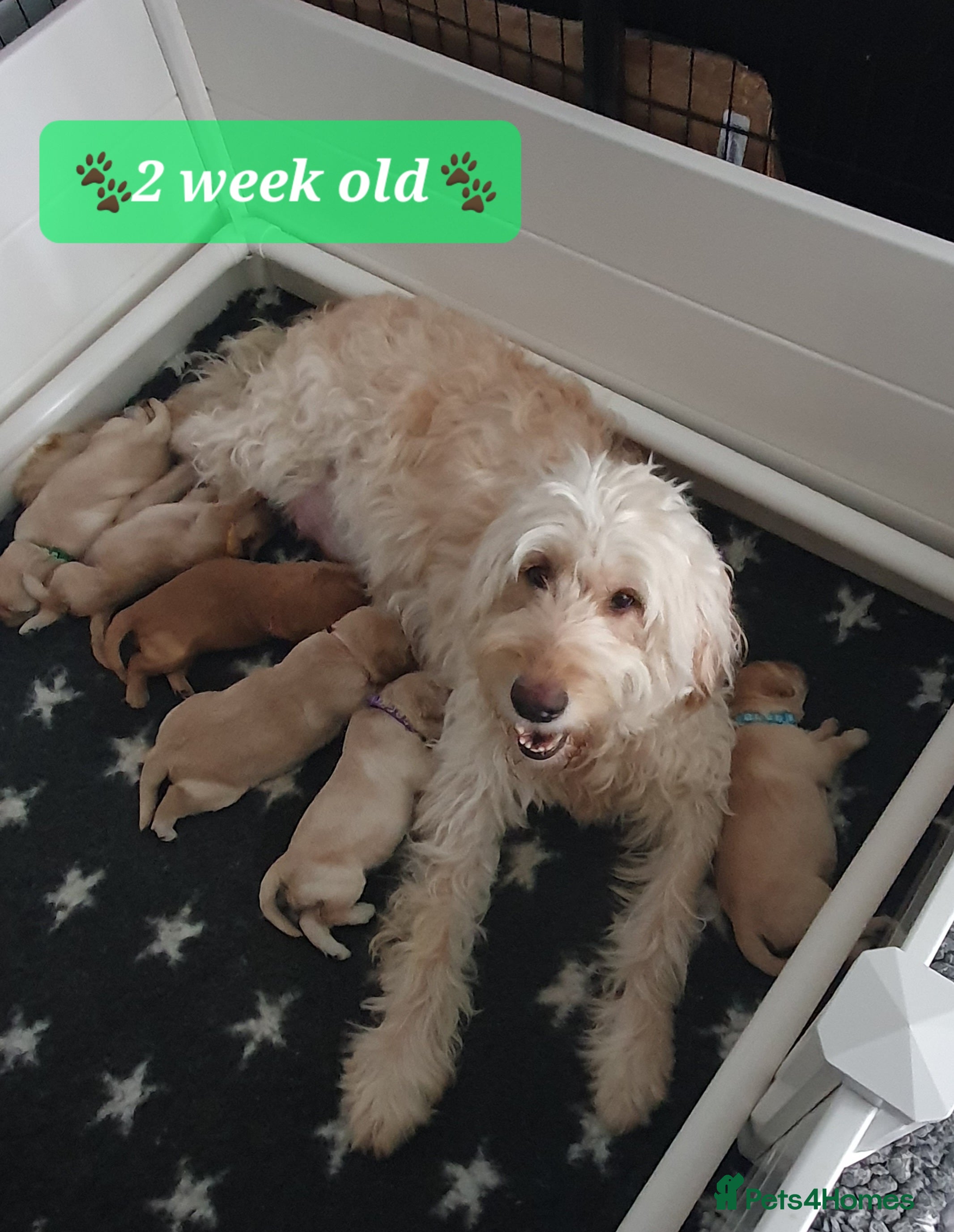 Double Doodle dogs Goldendoodle/Labradoodle  - Advert 16