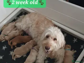 Double Doodle dogs Goldendoodle/Labradoodle - Advert 16