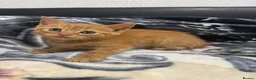 Mixed Breed cats for sale: Kittens for sale!  - Advert 17