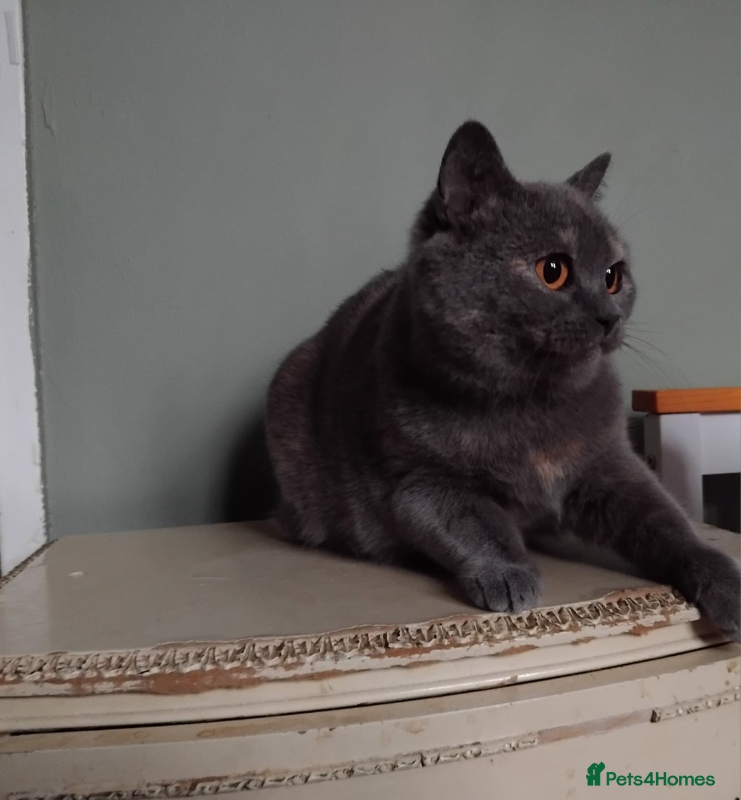 British Shorthair cats for sale: Beautiful British Shorthair  - Image 9