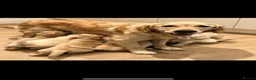 Golden Retriever dogs for sale: K/C Golden Retriever  - Advert 1