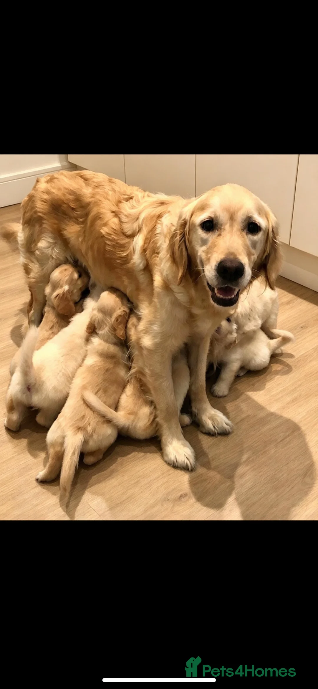 Golden Retriever dogs for sale: K/C Golden Retriever  - Advert 1
