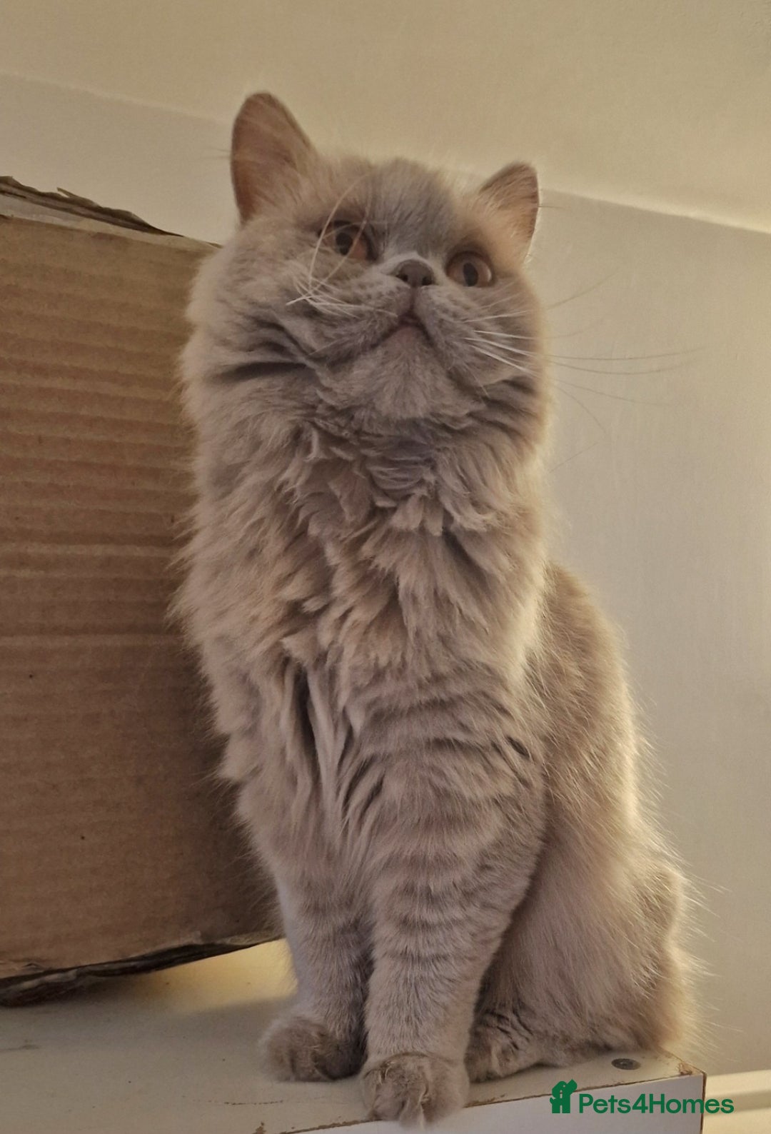 British Longhair cats for sale: Sweet full pedigree British little girl  - Image 3