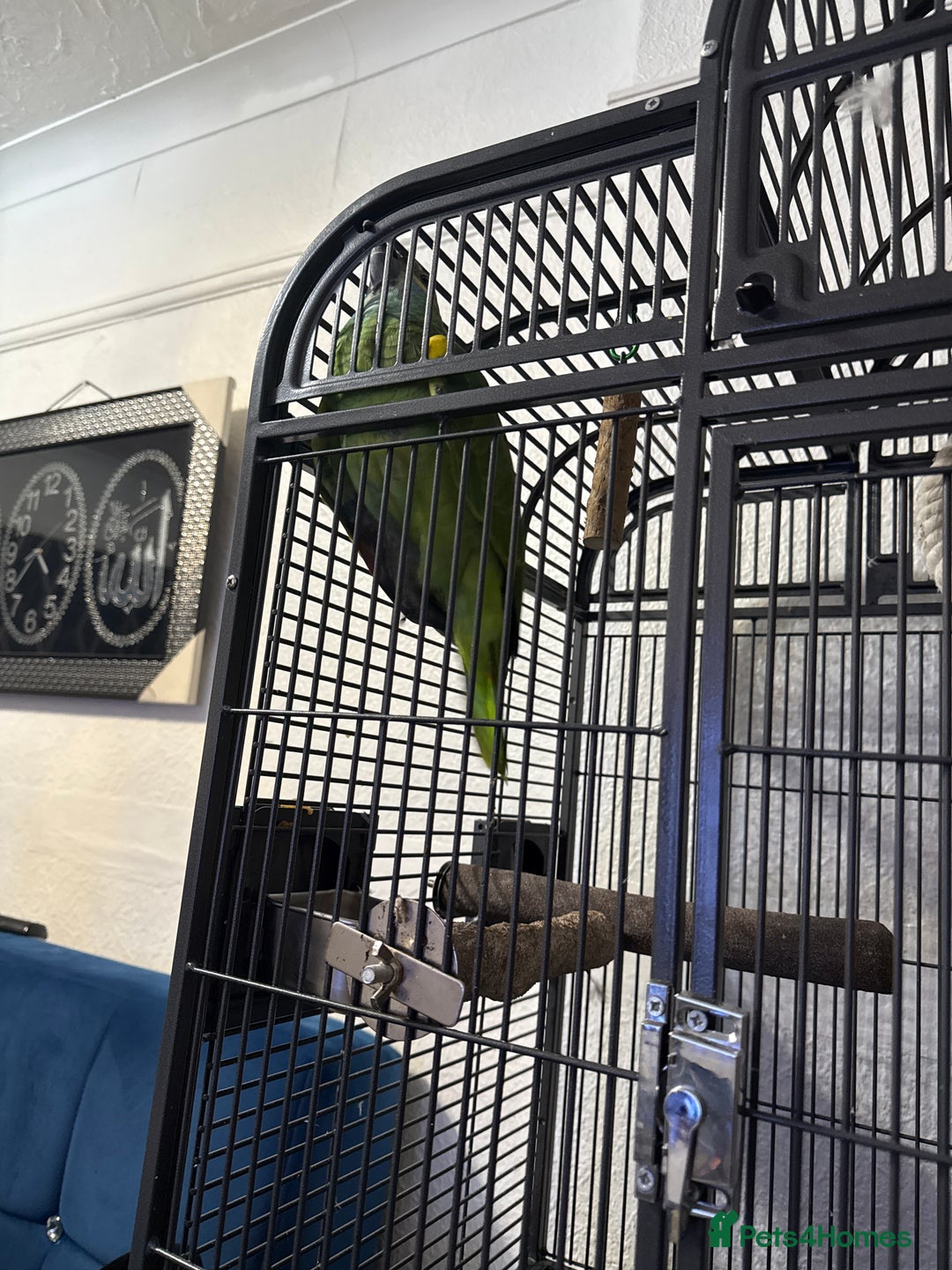 Parrots birds for sale: Blue fronted parrot for sale - Advert 2