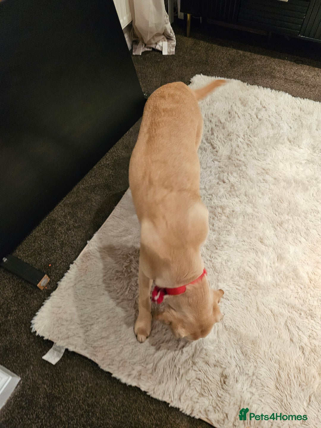 Labrador Retriever dogs for sale: 7-Month-Old Labrador for Rehoming - Advert 2