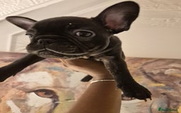 French Bulldog dogs for sale: Beautiful frenchie puppies looking to be homed  - Image 7