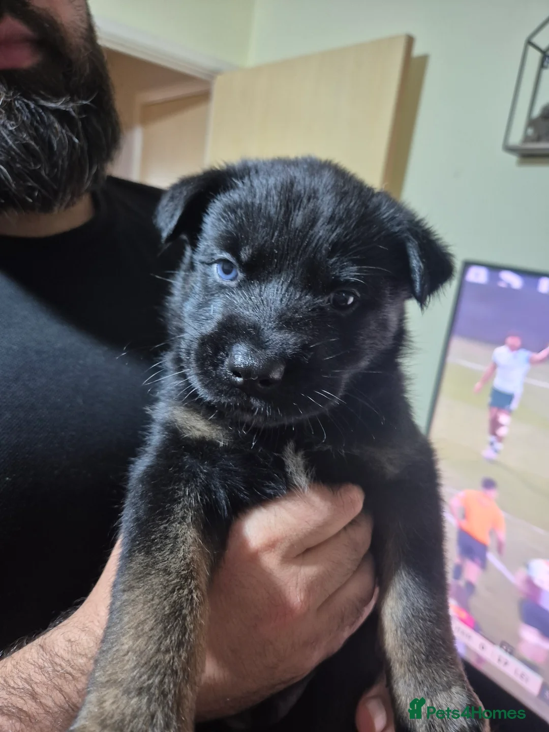 Mixed Breed dogs for sale: READY NOW! Stunning litter of puppies!! - Advert 27