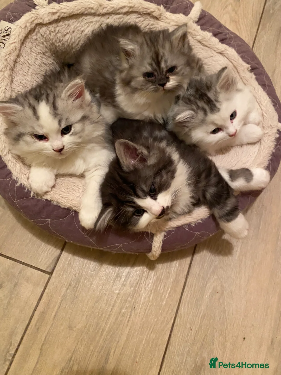 Mixed Breed cats for sale: Beautiful fluffy kittens available  - Advert 2