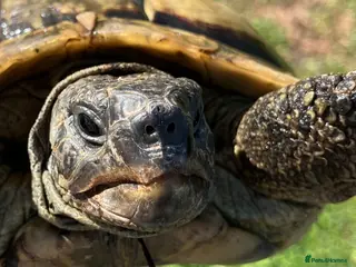 Hermann Tortoise reptiles Hermanns Tortoise 19 years old called Victor - Advert 2