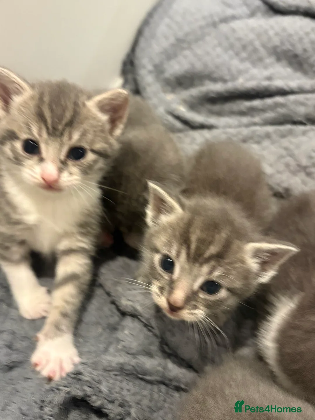 Mixed Breed cats for sale: Stunning grey and white kittens for sale  - Advert 4