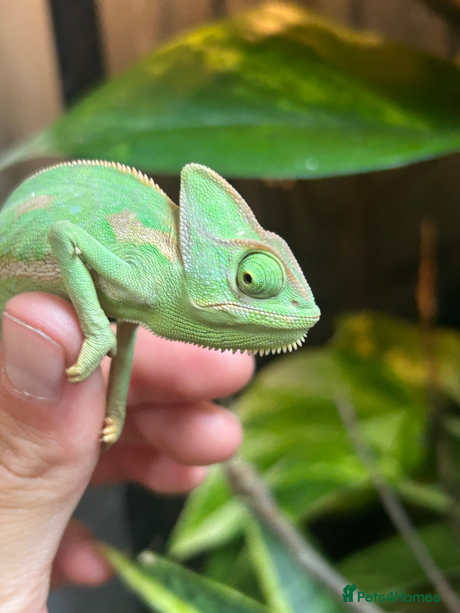 Chameleon reptiles Pied yeman chameleons  - Advert 1