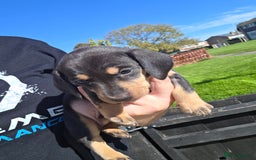 Miniature Dachshund dogs for sale: Miniature dachshund  - Image 3
