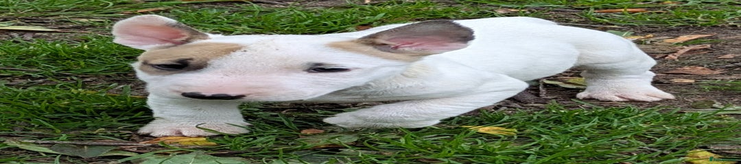 English Bull Terrier Puppy 5