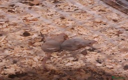Mouse rodents for sale: Fancy mice babie males and females in Manchester - Image 7