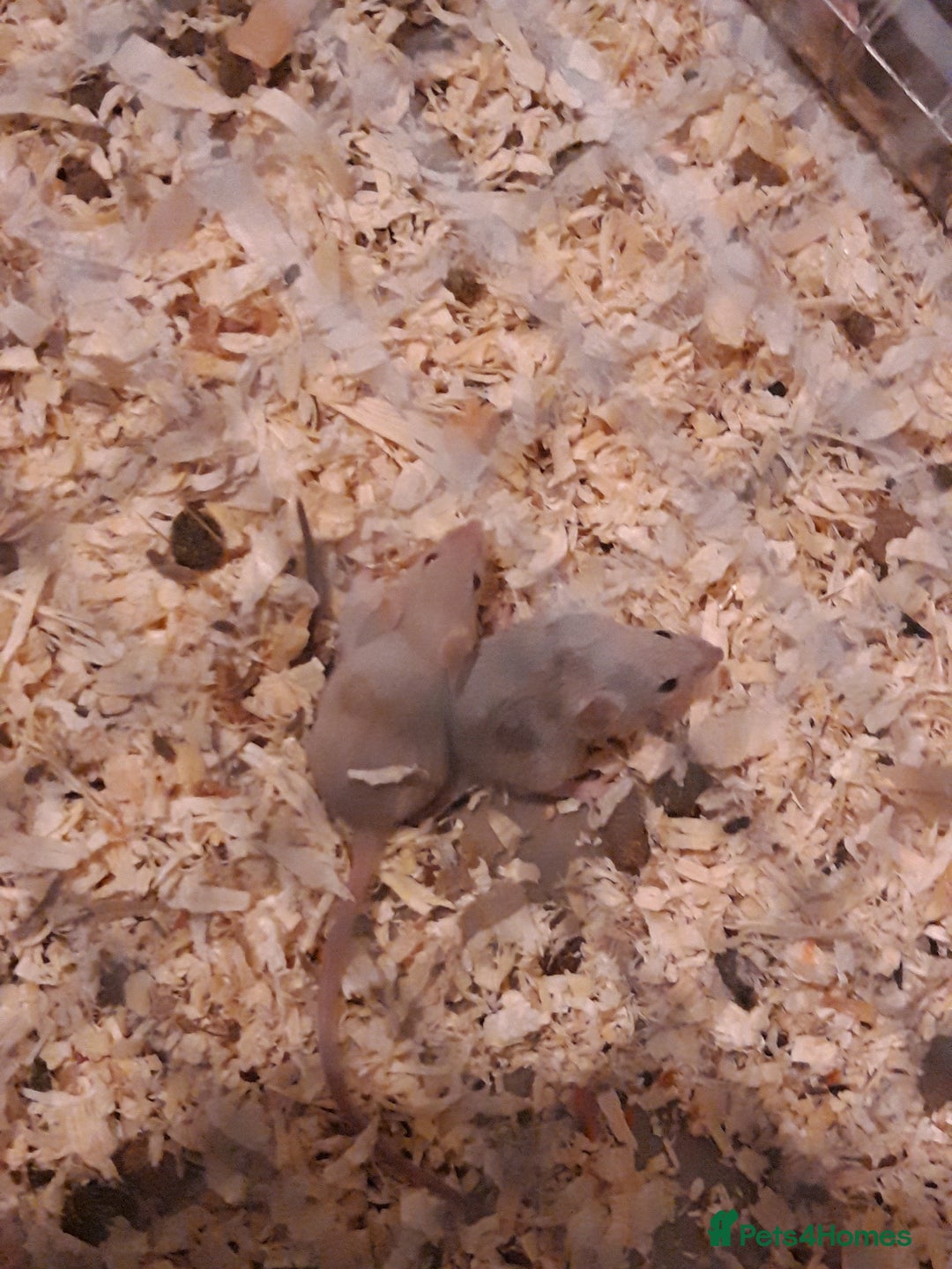 Mouse rodents for sale: Fancy mice babie males and females in Manchester - Image 7