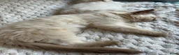 Ragdoll cats for sale: Ragdoll Cherubim Mink Kittens TICA - Advert 5
