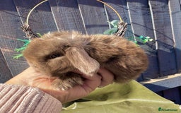 Mini Lop rabbits for sale: STUNNING baby mini lops - Image 19