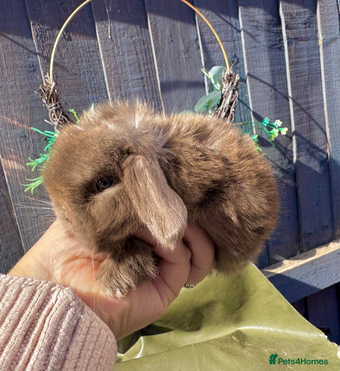 Mini Lop rabbits for sale: STUNNING baby mini lops - Image 19