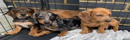Miniature Dachshund dogs for sale: Dachshund puppies  in Ware - Advert 4