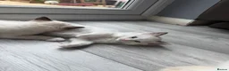Ragdoll cats for sale: Blue Linx bi colour Ragdoll boy  - Advert 7