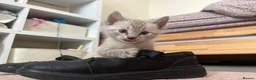 Bengal cats for sale: 🌟 LAST 2 !!  Stunning seal lynx (snow) - Advert 6