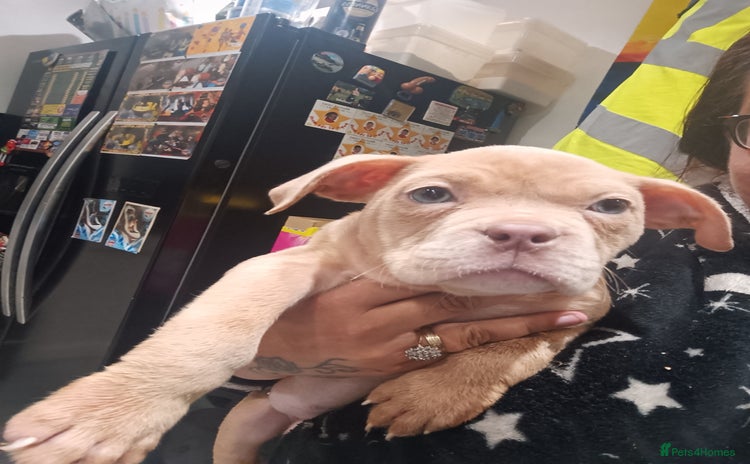 American Bully dogs - Advert 5