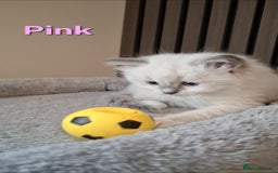 Ragdoll cats for sale: 2 female blue point ragdoll kittens  - Image 8