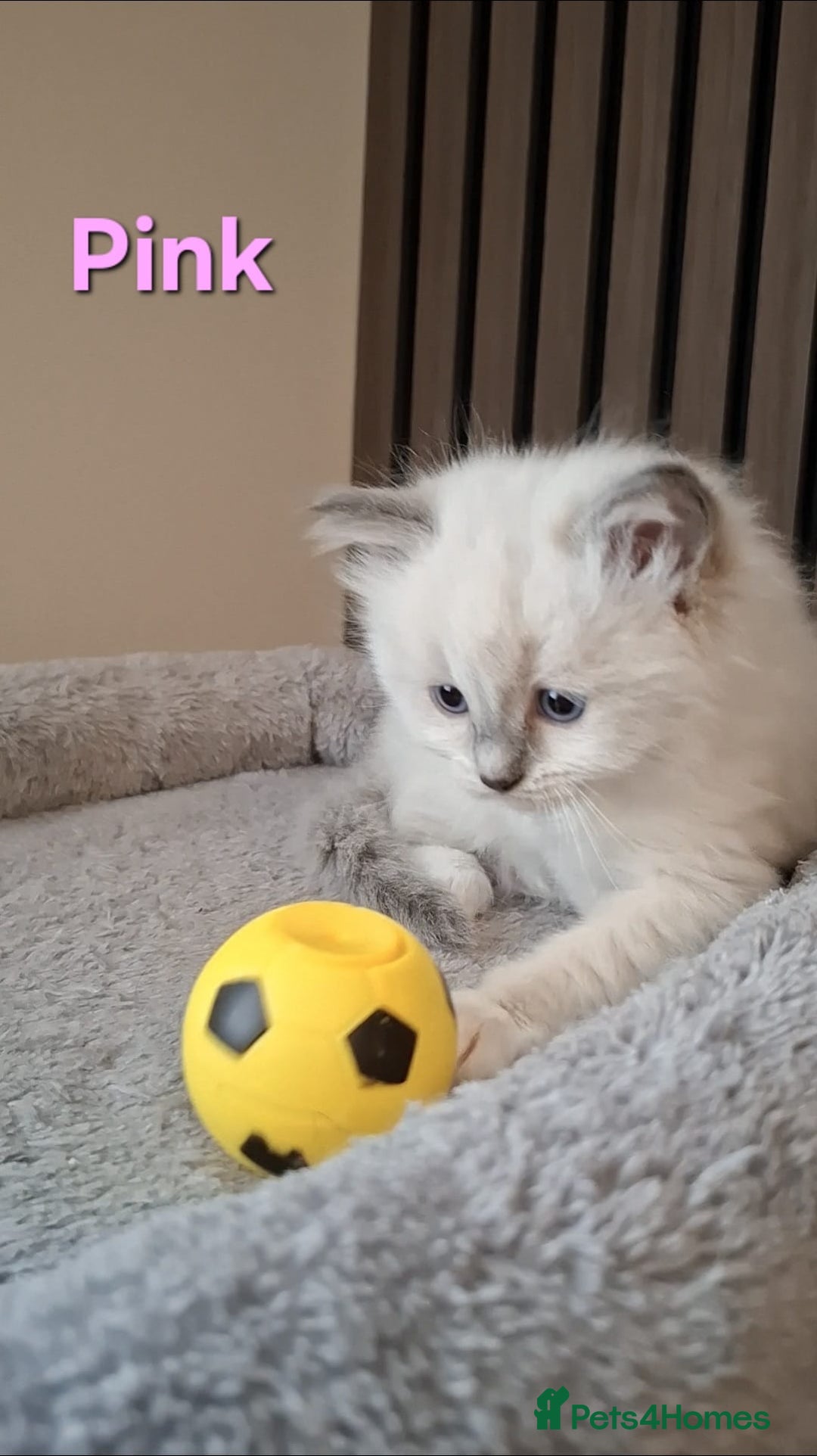 Ragdoll cats for sale: 2 female blue point ragdoll kittens  - Image 8